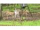 A group of deer feeding in the backyard under a feeder on a property that's sure to bring the outdoors in at 12537 Birchfalls Dr, Raleigh, NC 27614