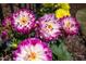 A variety of colorful flowers with detailed petals, textures, and unique characteristics at 92 Cardinal Ridge Rd, Chapel Hill, NC 27516