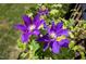 Close-up of vibrant purple flowers showcasing intricate petal details and natural beauty at 92 Cardinal Ridge Rd, Chapel Hill, NC 27516