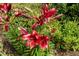 Up close view of vibrant red flowers, set amongst healthy green foliage at 624 Meadowgrass Ln, Wake Forest, NC 27587