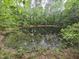Quiet pond surrounded by tall trees, showing natural beauty and a serene atmosphere at 915 Phils Creek Rd, Chapel Hill, NC 27516