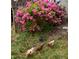 Lush azalea bush with chickens roaming freely, adding a charming, farm-fresh appeal to the yard at 3005 Buckhorn Rd, Sanford, NC 27330