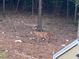 Scenic backyard featuring a pair of deer grazing peacefully on the hillside at 3005 Buckhorn Rd, Sanford, NC 27330