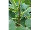 Close up shot of the branches with growing figs at 3005 Buckhorn Rd, Sanford, NC 27330