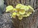 Closeup of several yellow mushrooms growing on a tree trunk at 3005 Buckhorn Rd, Sanford, NC 27330