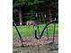 Wildlife sightings on the property, offering a glimpse of the serene, natural environment at 3005 Buckhorn Rd, Sanford, NC 27330