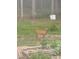 Wildlife sightings on the property, offering a glimpse of the serene, natural environment at 3005 Buckhorn Rd, Sanford, NC 27330