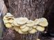 Exterior shot of mushrooms growing on tree trunk next to building at 3005 Buckhorn Rd, Sanford, NC 27330