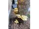 Close-up of mushrooms growing on a tree trunk outdoors near the building at 3005 Buckhorn Rd, Sanford, NC 27330