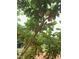 Fruit tree featuring ripening fruit and lush green foliage, suggesting fresh, homegrown produce at 3005 Buckhorn Rd, Sanford, NC 27330