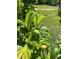 Young fruit tree with unripe fruit, adding natural beauty and promise to the property's landscape at 3005 Buckhorn Rd, Sanford, NC 27330