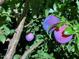 Tree with ripening, deep-colored plums, offering a glimpse of homegrown goodness in the yard at 3005 Buckhorn Rd, Sanford, NC 27330