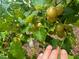 Healthy grape vines with clusters of developing grapes, showcasing the potential for homemade wine or juice at 3005 Buckhorn Rd, Sanford, NC 27330
