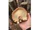 A large mushroom with detailed gills is shown at 3005 Buckhorn Rd, Sanford, NC 27330