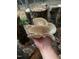 A handful of freshly harvested mushrooms in an outdoor setting at 3005 Buckhorn Rd, Sanford, NC 27330