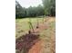 Photo displays a newly planted vineyard with young vines supported by stakes, suggesting agricultural potential at 3005 Buckhorn Rd, Sanford, NC 27330