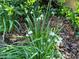 Close-up of Snowdrop flowers and lush greenery, adding natural beauty to the landscape at 400 Bowling Creek Rd, Chapel Hill, NC 27514