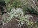 Lovely flowering shrub in the front yard of a charming home at 400 Bowling Creek Rd, Chapel Hill, NC 27514