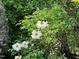 Lush garden featuring striking white flowers at 400 Bowling Creek Rd, Chapel Hill, NC 27514