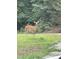 Beautiful backyard scene with a deer enjoying the lush greenery at 420 Spring Ln, Henderson, NC 27537