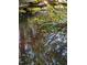 Lush backyard pond featuring yellow irises and serene, reflective water at 7401 Walnut Grove Ln, Zebulon, NC 27597