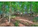 View of the home's backyard through a forest of mature trees at 11 Bridgeport Dr, Durham, NC 27713