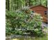 Beautiful Mountain Laurel bush with pink flowers nestled in a peaceful wooded area, adding natural beauty at 5825 Scalybark Rd, Durham, NC 27712