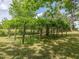 Backyard view of a vineyard at 10186 W Nc-97 Hwy, Middlesex, NC 27557