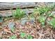Garden with pet grave markers at 4 The Gln, Chapel Hill, NC 27514