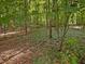 Overgrown forest backyard with native plants and many trees at 1428 Gray Bluff Trl, Chapel Hill, NC 27517