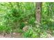 Wooded area with mature trees, dense ground cover, and a charming footbridge, offering a serene escape at 2440 Glencoe St, Burlington, NC 27217