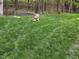 Expansive backyard featuring lush lawn and mature trees at 5025 Martin Farm Rd, Raleigh, NC 27613