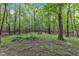 Wooded backyard landscape with a picnic table and a partial view of an enclosed pond at 3312 Hawk Ridge Rd, Chapel Hill, NC 27516
