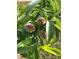 Home features fruit trees in the yard at 550 Saplin Branch Rd, Timberlake, NC 27583