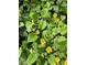 Yellow flowering ground cover providing full foliage at 27425 Walker, Chapel Hill, NC 27517