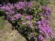 Close-up of planted garden showcasing vibrant purple ground cover, and foliage at 606 Chalice St, Durham, NC 27705