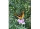 Butterfly on a purple echinacea flower, set against a leafy green garden backdrop at 606 Chalice St, Durham, NC 27705