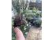 Butterfly on fingertip in the backyard garden at 606 Chalice St, Durham, NC 27705
