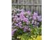 Backyard garden featuring a wooden fence and light purple azalea bush at 606 Chalice St, Durham, NC 27705