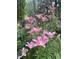 Garden featuring tall pink lillys set against green backdrop at 606 Chalice St, Durham, NC 27705