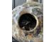 Nest and baby birds at 606 Chalice St, Durham, NC 27705