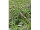 Baby deer is standing among grass, and foliage at 606 Chalice St, Durham, NC 27705