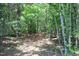 Tranquil wooded area with mature trees and a natural path, providing a serene and private setting at 2200 Mays Crossroads Rd, Louisburg, NC 27549