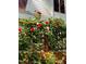 Deck with roses climbing up the wooden railing at 11813 Edgewater Ct, Raleigh, NC 27614