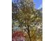 Beautiful colorful fall foliage on trees and blue sky at 2603 Red Pine Rd, Hillsborough, NC 27278