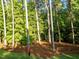 The wooded backyard features tall trees, and low-maintenance groundcover, offering privacy and a peaceful outdoor setting at 2616 Dockery Ln, Raleigh, NC 27606