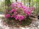 Lush azalea bush with vibrant pink flowers in a landscaped garden setting at 11009 Eaglerock Dr, Raleigh, NC 27613
