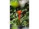 Vibrant red bromeliad providing a beautiful pop of color against green ivy at 1904 Victoria Rd, Raleigh, NC 27608