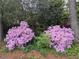 Two bright pink azalea bushes flank the side of the house, creating an attractive curb appeal at 1904 Victoria Rd, Raleigh, NC 27608