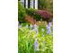 Eye-level capture of the gorgeous yard, landscaped with flowering irises at 1904 Victoria Rd, Raleigh, NC 27608